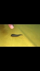 Haemadipsa interrupta