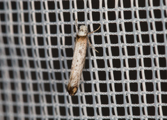 Pseudoswammerdamia combinella