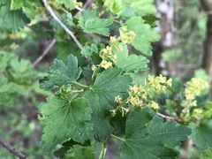 Ribes alpinum
