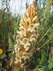 Orobanche alba