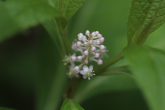 Phytolacca japonica
