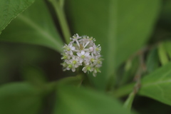 Phytolacca japonica