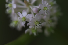 Phytolacca japonica