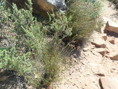 Thamnochortus lucens