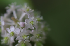 Phytolacca japonica