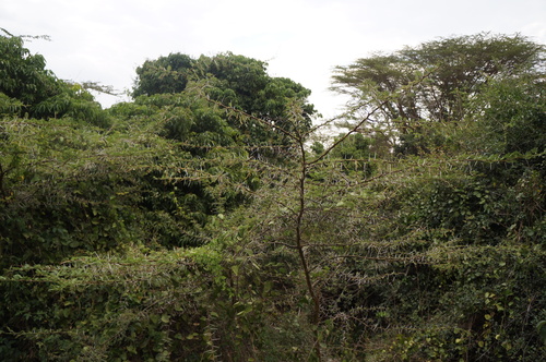 Floodplain Acacia (Vachellia kirkii)