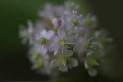 Phytolacca japonica