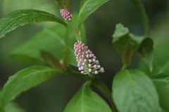 Phytolacca japonica