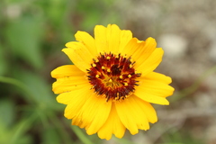 Thelesperma filifolium