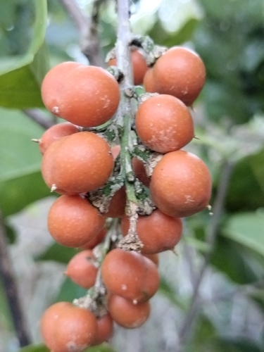 Bunchosia palmeri, photograph 6