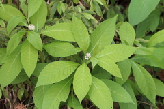 Phytolacca japonica