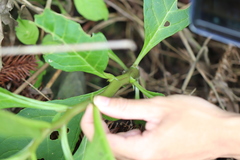 Phytolacca japonica