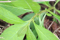 Phytolacca japonica