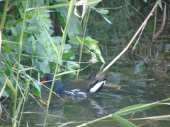 Gallinula chloropus