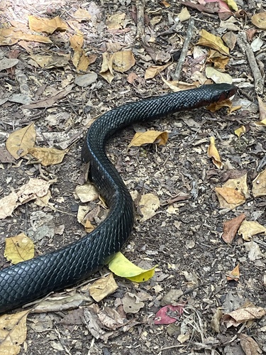 Eastern Indigo Snake