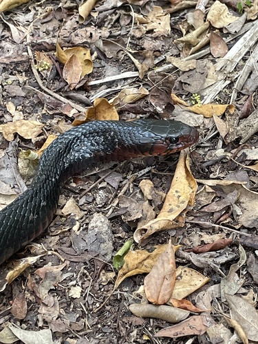Eastern Indigo Snake