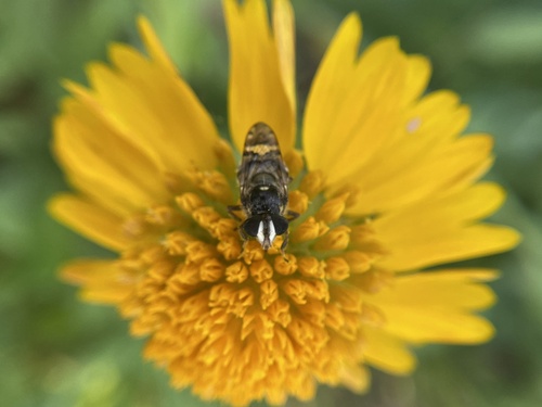 Woolly Bromeliad Fly
