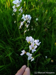 Cardamine pratensis
