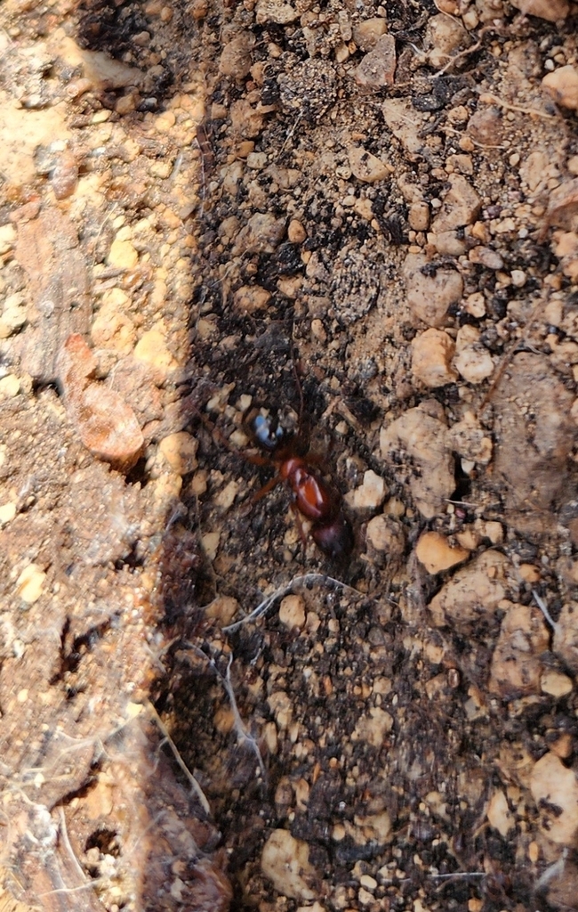 Tropical Carpenter Ant