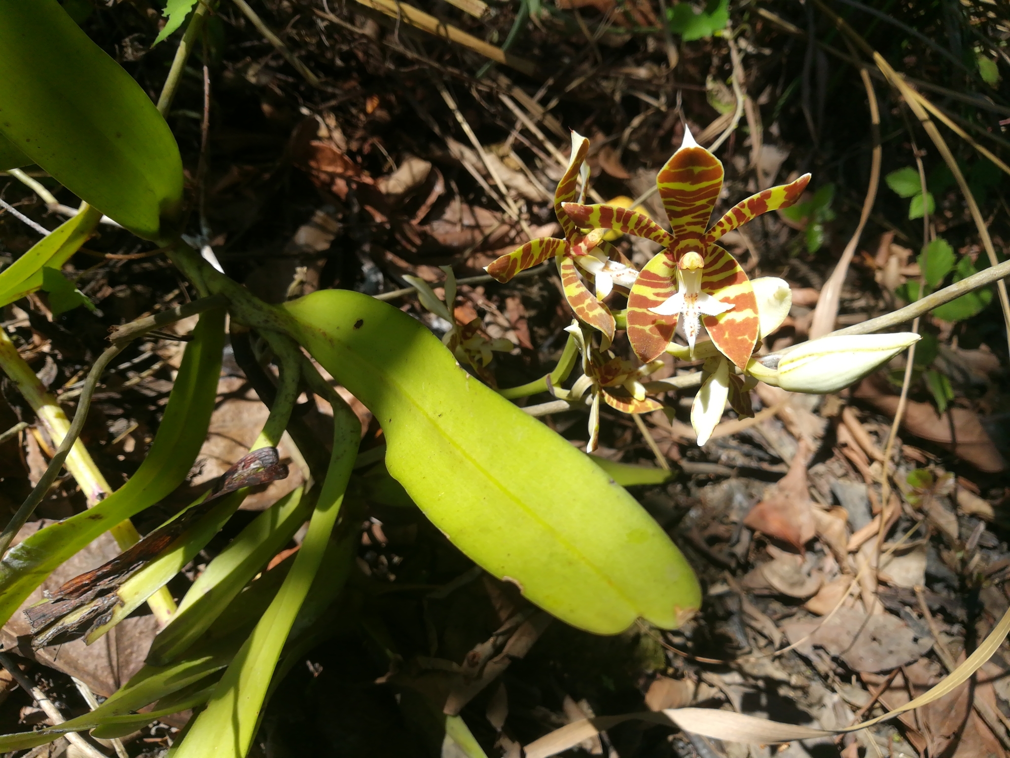 Trichoglottis fasciata — ảnh 3