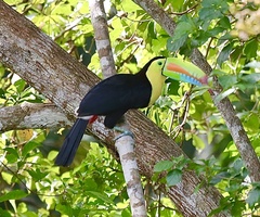 Ramphastos sulfuratus image