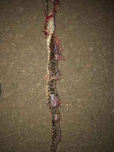 Jararaca Pintada
