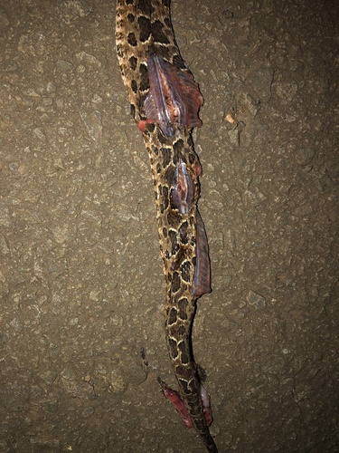 Jararaca Pintada