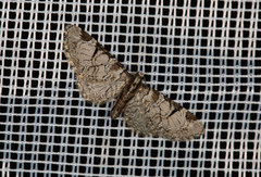 Eupithecia insigniata