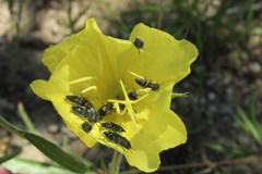 Acmaeodera ornatoides