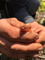 Pseudotriton ruber schencki