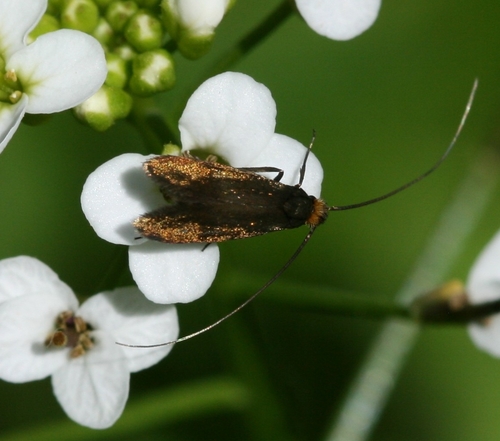 Meadow Longhorn, photo 4 of 10