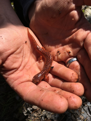 Pseudotriton ruber schencki