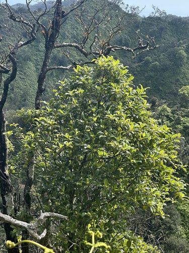 Bobea elatior