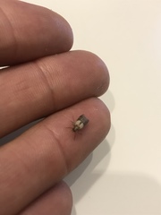 Plodia interpunctella