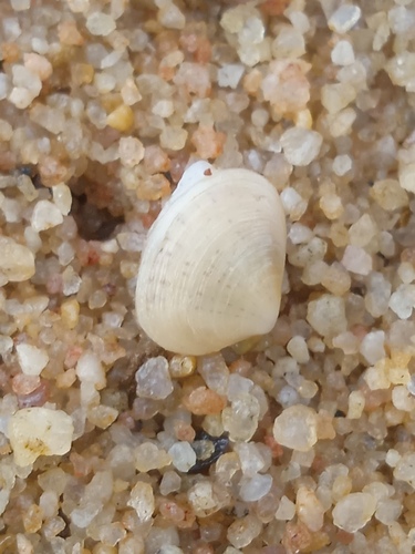 Heterodonax bimaculatus observed 2024-03-02