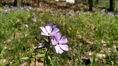 Phlox divaricata laphamii