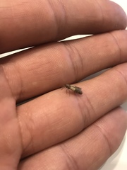 Plodia interpunctella