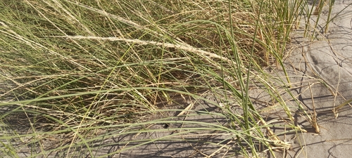 Sporobolus rigens, 2024-02-29