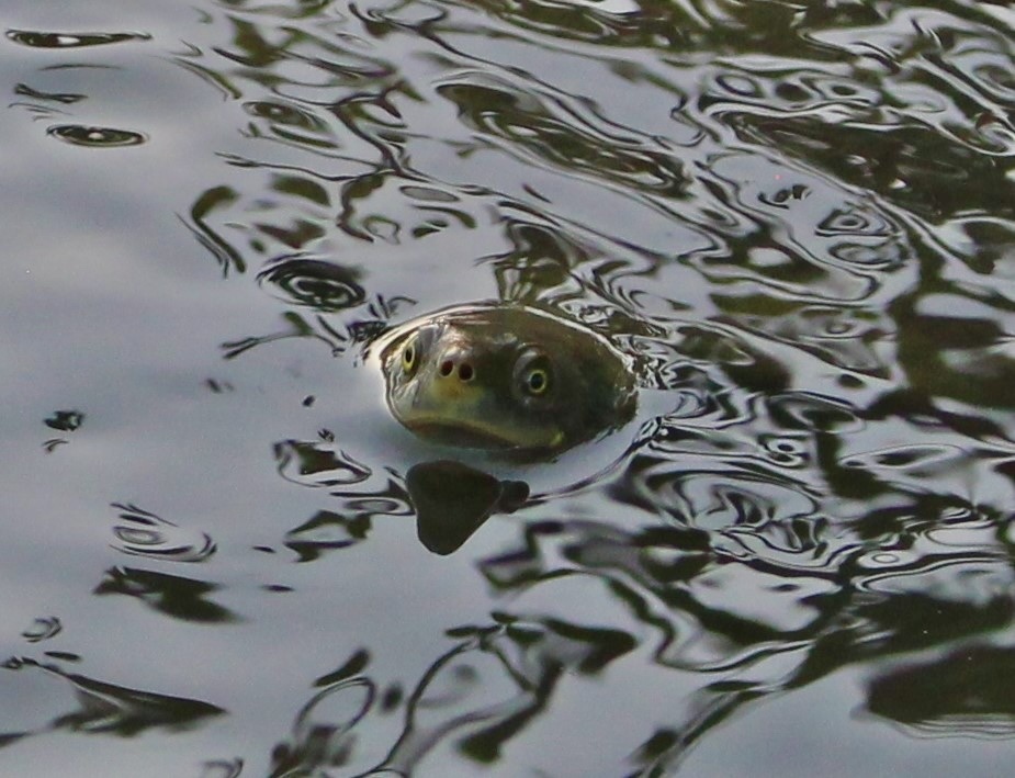 Macquarie Turtle from The University of Queensland, St Lucia, QLD, AU ...