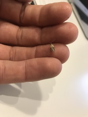 Plodia interpunctella