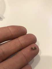 Plodia interpunctella