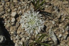 Marshallia caespitosa