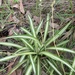 Spider Plant - Photo (c) Tom Fletcher, some rights reserved (CC BY-NC), uploaded by Tom Fletcher