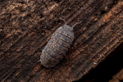 Spherillo nigroflavus