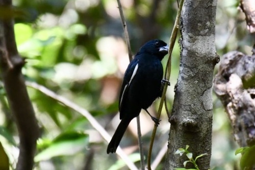 Melopyrrha taylori