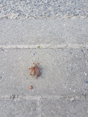 Melolontha melolontha