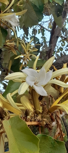 Pterospermum acerifolium