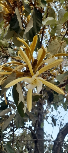 Image of Pterospermum acerifolium by no rights reserved