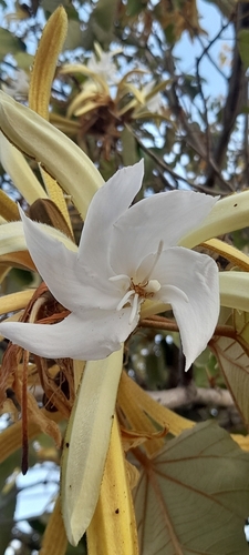 Image of Pterospermum acerifolium by no rights reserved