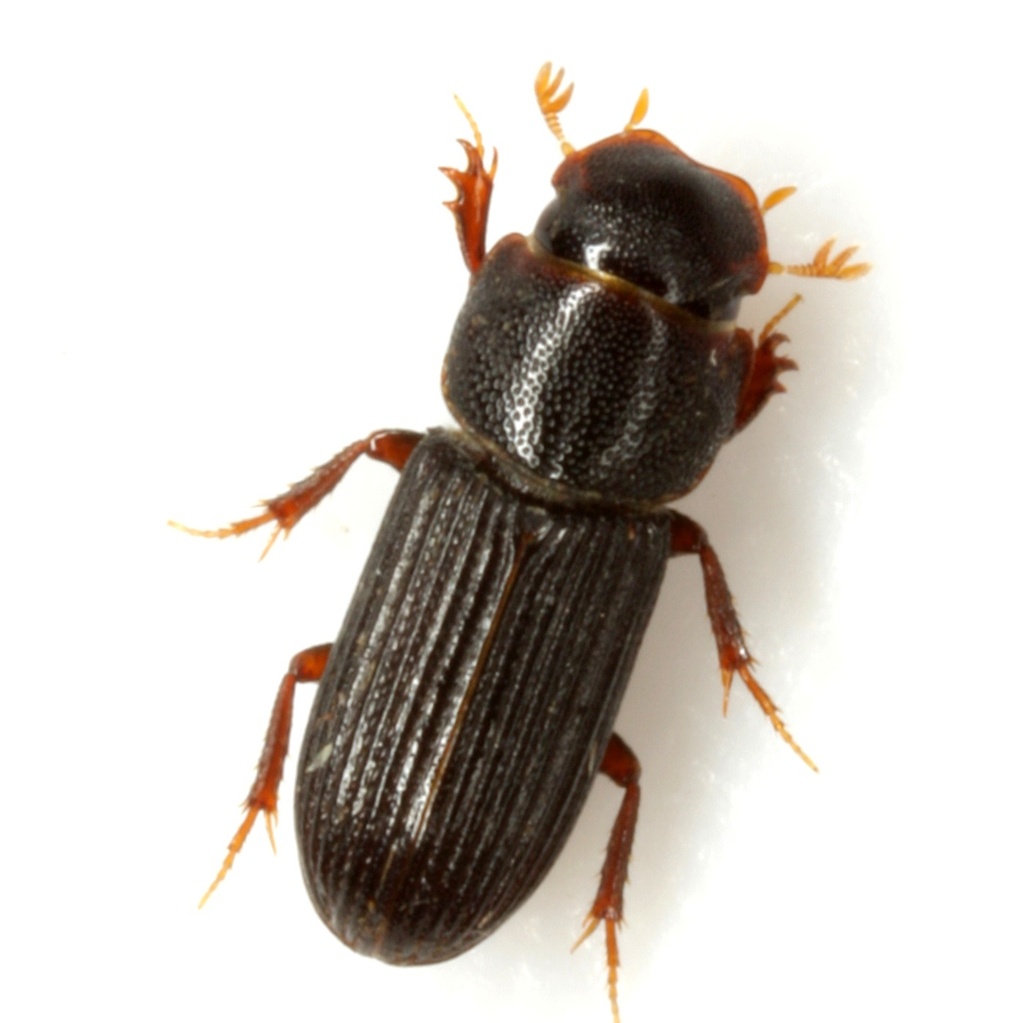 Slender Small Dung Beetle